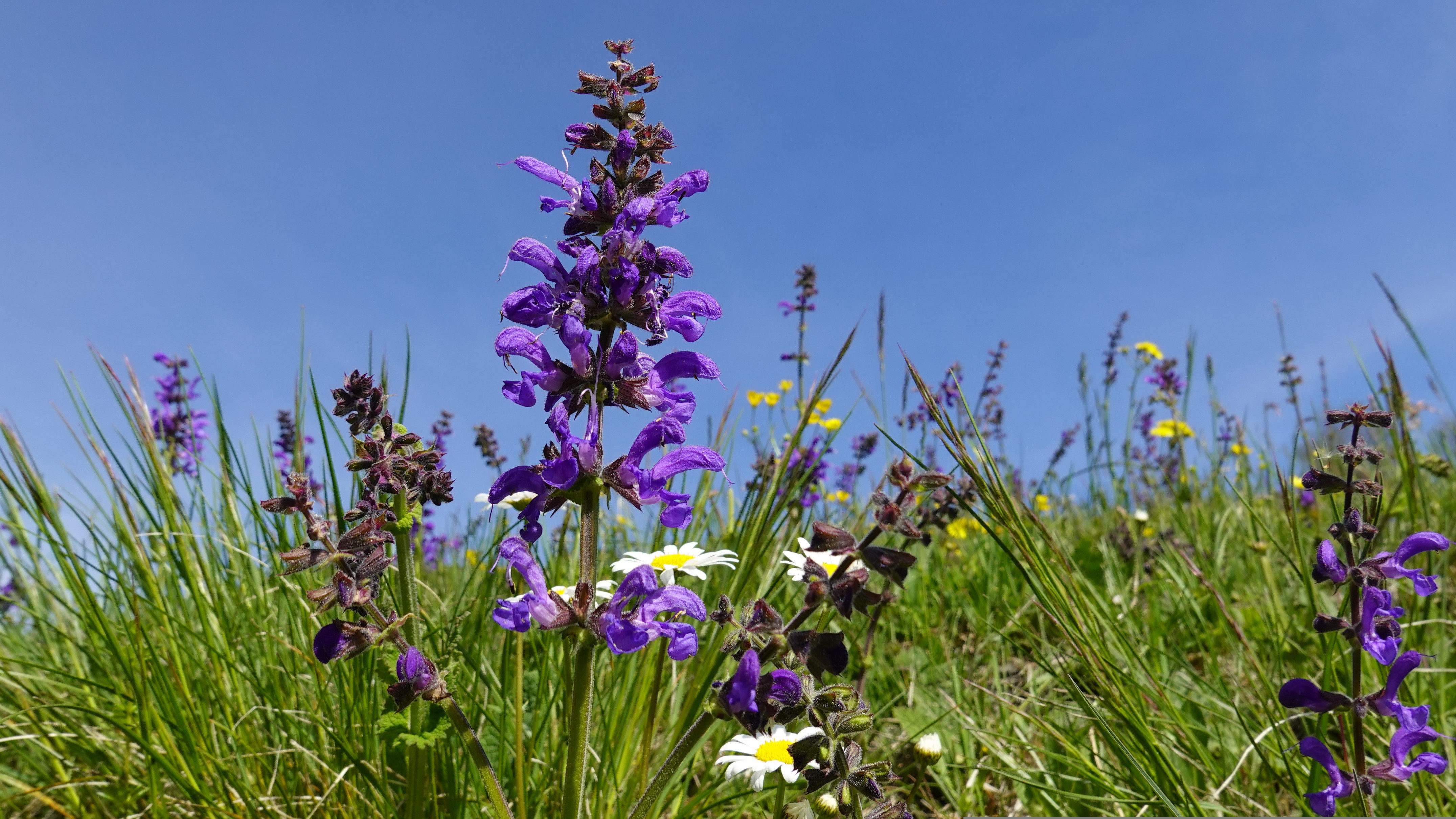 Blumenwiese mit vielfältigen Pflanzen – Sinnbild für Artenkenntnis im AriS-Projekt