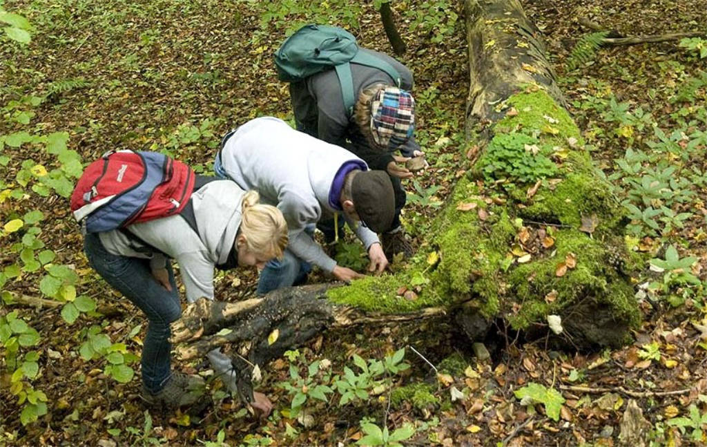 Blumenwiese – Sinnbild für die Entdeckungstour im AriS-Wettbewerb